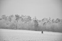 Memories of winter by Agnieszka Ealin Szkolnicka