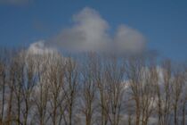 Bäume mit Wolke  von jivan21