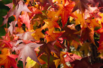 Autumn Leaves by Werner Roelandt