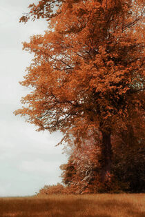 'Autumns Finery' von CHRISTINE LAKE