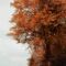 'Autumns Finery' von CHRISTINE LAKE