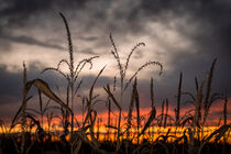 Corn Field at Dusk I by snowwhitesmellscoffee