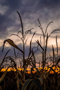 Corn Field at Dusk II by snowwhitesmellscoffee