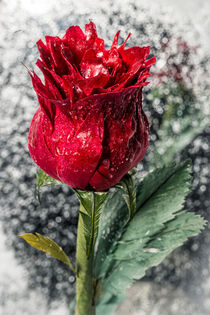 'Icy Rose' by snowwhitesmellscoffee