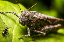 Grasshopper & Ant by snowwhitesmellscoffee