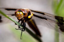 Dragonfly von snowwhitesmellscoffee