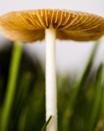 Under the Mushroom by snowwhitesmellscoffee