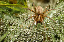 Spider in the Rain by snowwhitesmellscoffee
