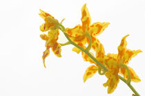 Gelbe Orchidee von Angelika Wiedemeyer