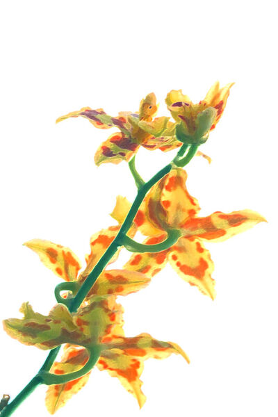 Artflakes-orchidee-4