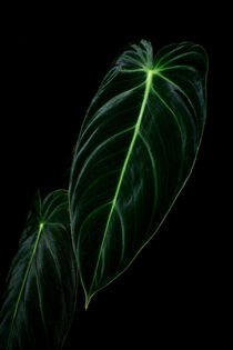 Philodendron Melanochrysum (Schwarzgold-Philodendron) von Marcus Krauß