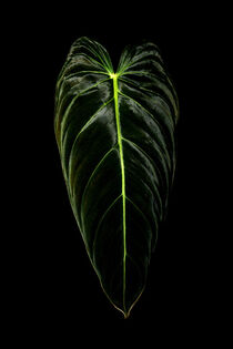 Philodendron Melanochrysum (Schwarzgold-Philodendron) by Marcus Krauß