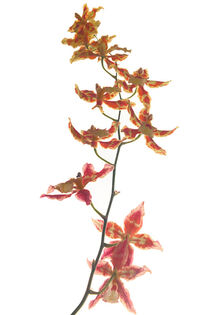 Orchidee Tricolor von Angelika Wiedemeyer
