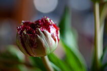 Crispa Tulpe von Petra Dreiling-Schewe
