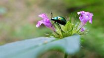 Käfer auf Blüte von Christiane Fendrich