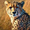 Face-of-cheetah-01a