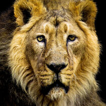 Face of Lion - Gesicht des Löwen von Erika Kaisersot