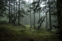 Mystischer Bergfichtenwald im Nebel 1 by Holger Spieker