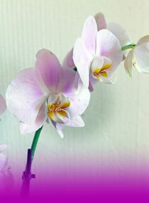 orchidee - orchid von M. Ziehr