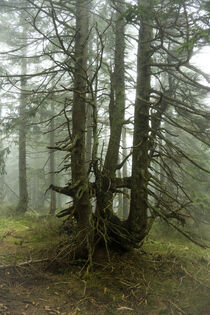 Magischer Bergfichtenwald im Nebel 2 von Holger Spieker