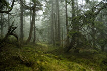 Magischer Bergfichtenwald im Nebel 4 von Holger Spieker