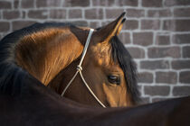 Calando - Pferdeportrait - Portrait of a horse 2 von Susanne Fritzsche