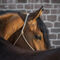 'Calando - Pferdeportrait - Portrait of a horse 2' von Susanne Fritzsche