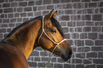 Calando - Pferdeportrait - Portrait of a horse 1 von Susanne Fritzsche