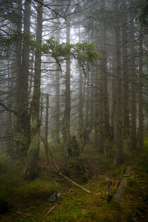 Mystische Nebelstimmung im Bergfichtenwald 1 by Holger Spieker