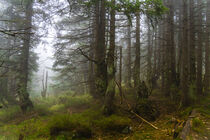 Mystische Nebelstimmung im Bergfichtenwald 2 von Holger Spieker