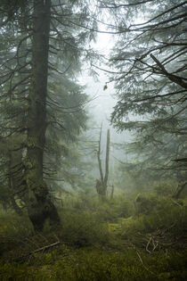 Mystische Nebelstimmung im Bergfichtenwald 3 von Holger Spieker