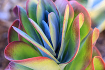 Close-up of succulent plants, San Diego, California. Stuart Westmorland / Danita Delimont