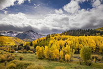 Autumn aspen trees, Mount Sneffels Wilderness, Uncompahgre National Forest, Colorado Adam Jones / Danita Delimont