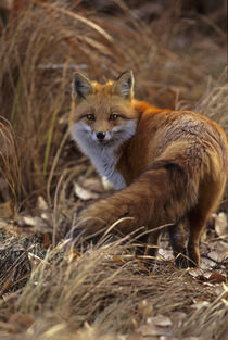 Colorado, Jefferson County. Close-up of red fox. Cathy & Gordon Illg / Jaynes Gallery / Danita Delimont. by Danita Delimont