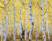 Colorado, Rocky Mountains, Fall colors of Aspen trees. Christopher Talbot Frank / Jaynes Gallery / Danita Delimont