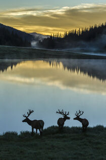 Colorado, Rocky Mountain National Park. Bull elks silhouetted against lake at sunrise. Cathy & Gordon Illg / Jaynes Gallery / Danita Delimont. von Danita Delimont
