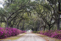Georgia, Savannah. Bonaventure Cemetery. Azaleas blooming. Julie Eggers / Danita Delimont by Danita Delimont