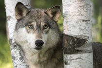 Minnesota Wildlife Connection. Close-up of gray wolf between birch trees. Wendy Kaveney / Jaynes Gallery / Danita Delimont. von Danita Delimont