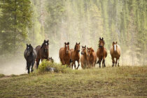 Horses cresting small hill during roundup, Montana. Adam Jones / Danita Delimont von Danita Delimont