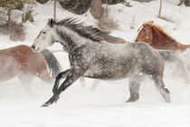 Horse roundup in winter, Kalispell, Montana. Adam Jones / Danita Delimont von Danita Delimont