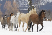 Rodeo horses running during winter roundup, Kalispell, Montana. Adam Jones / Danita Delimont von Danita Delimont