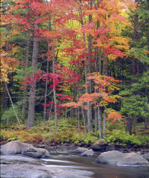 New York, Autumn in the Adirondack Mountains. Christopher Talbot Frank / Jaynes Gallery / Danita Delimont. by Danita Delimont