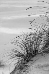 Grasses in dunes, Dellenback Dunes, Siuslaw National Forest, Oregon. Adam Jones / Danita Delimont von Danita Delimont