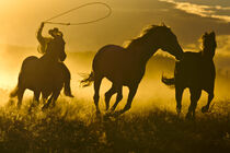 Oregon, Ponderosa Ranch. Silhouette of cowboy on horseback, lassoing running horses. Wendy Kaveney / Jaynes Gallery / Danita Delimont by Danita Delimont