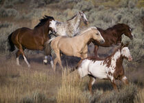Oregon, Seneca, Ponderosa Ranch. Horses running on prairie. Wendy Kaveney / Jaynes Gallery / Danita Delimont. von Danita Delimont