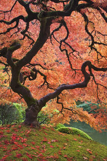 Oregon. Japanese maple trees in autumn color. Portland Japanese Garden. Don Paulson / Jaynes Gallery / Danita Delimont by Danita Delimont