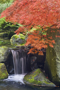 Oregon. Waterfall and Japanese maple. Portland Japanese Garden. Don Paulson / Jaynes Gallery / Danita Delimont von Danita Delimont