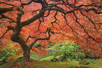 Oregon. Japanese maple tree next to pond. Portland Japanese Garden. Don Paulson / Jaynes Gallery / Danita Delimont von Danita Delimont