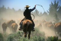 Cowboy on horse with lasso driving cattle through central Oregon. (MR) Janis Miglavs / Danita Delimont by Danita Delimont