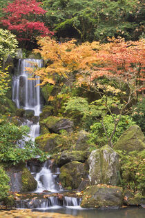Heavenly Falls and autumn colors, Portland Japanese Garden, Oregon. William Sutton / Danita Delimont by Danita Delimont